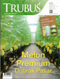 TRUBUS Melon Premium Dobrak Pasar